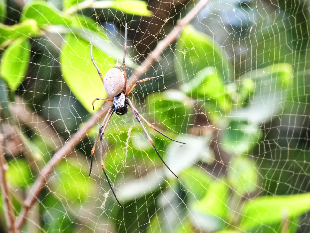 Arachnofobia [lęk przed pająkami]: Lęk przed pająkami może nas powstrzymywać przed podróżami, wycieczkami w tropiki gdzie jadowitych pająków jest dużo więcej niż w Polsce.